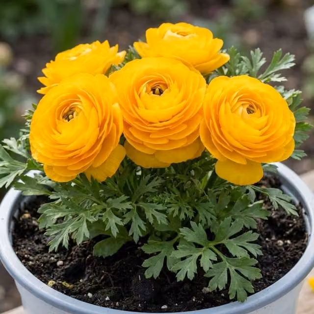 Plants by Post Ranunculus Yellow Potted Plant
