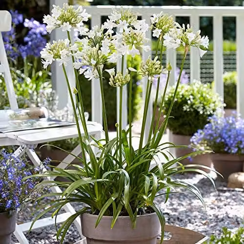 Thompson and Morgan Agapanthus Ever White African Lily Hardy Perennial, White, 1 x 9cm Pot – 2