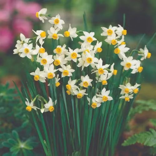 Thompson and Morgan Super Saver Spring Flowering Bulb Collection, 1000 Bulbs, Multicolour – 3