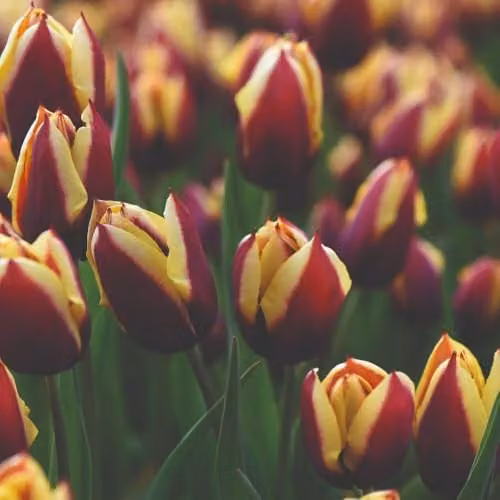 Thompson & Morgan Tulip Gavota Bulbs with Deep Maroon and Golden Yellow Blooms, 16 Bulbs