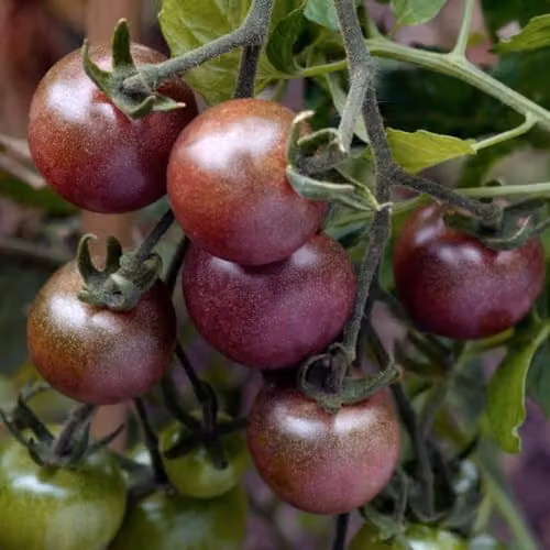 Thompson & Morgan Tomato Black Cherry Seeds, Sweet Dark Red Flesh, 25 Seeds