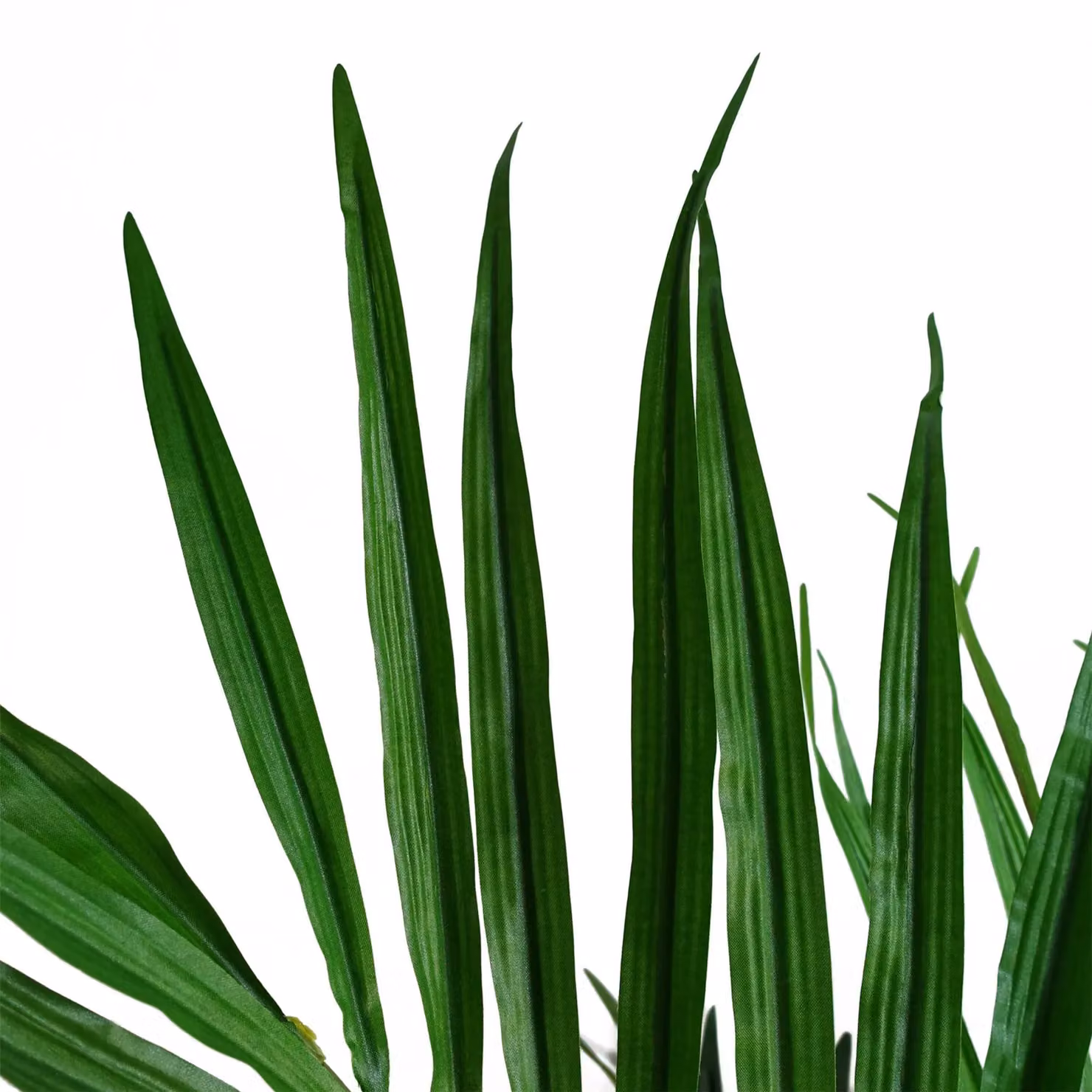 Leaf 130cm Kentia Palm Tree in Green – 5
