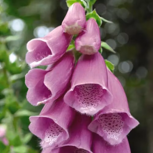 Thompson & Morgan Foxglove Excelsior Hybrids Seeds, Digitalis purpurea Hardy Biennial with Multicolour Pink Bell-Shaped Flowers