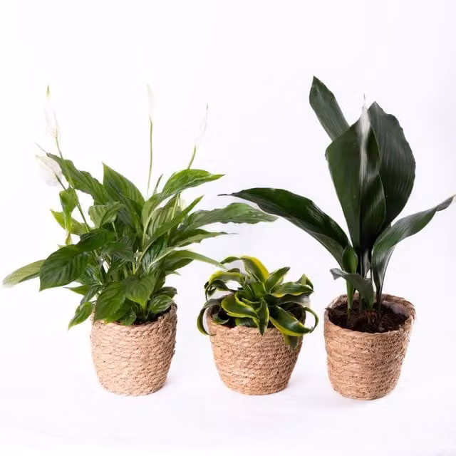 Thompson & Morgan Easy To Grow Indoor Houseplant Collection, Green Foliage