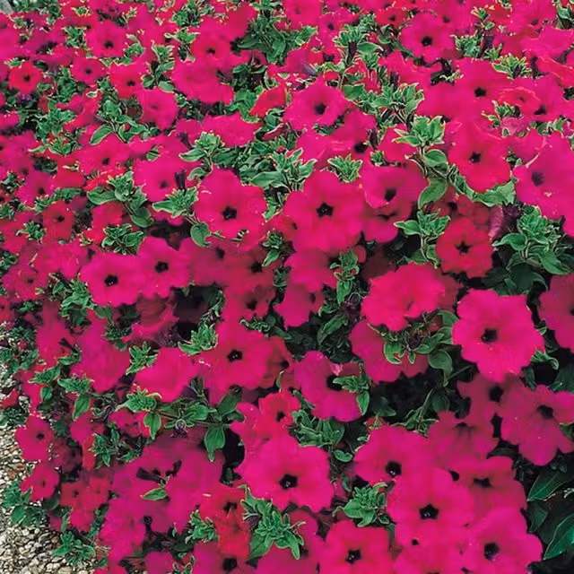 Plants By Post Purple Petunia Surfinia Trailing Bedding Plants, Pack of 3