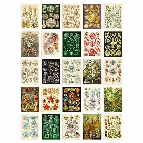 Artery8 50 Piece Botanical Haeckel Aesthetic Collage Kit Multicolour Wall Art Prints, W: 15 cm, H: 10 cm – 1