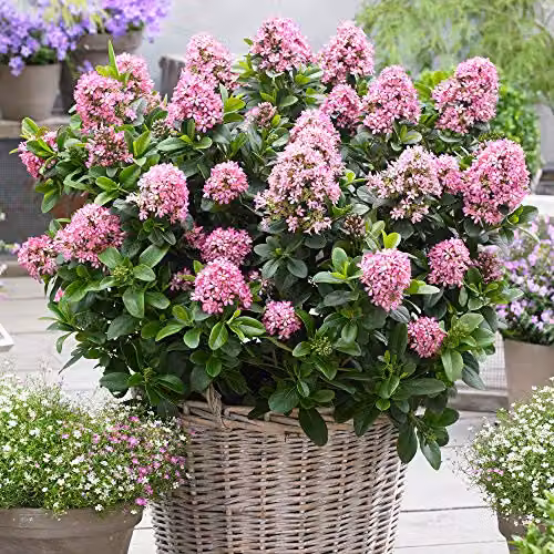YouGarden Escallonia Pink Elle Evergreen Ornamental Outdoor Garden Shrub in 2L Pot – 1
