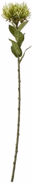 Lemon Pavilion Protea Lorea Single Stem Plastic Flower, Green, Height: 73 cm