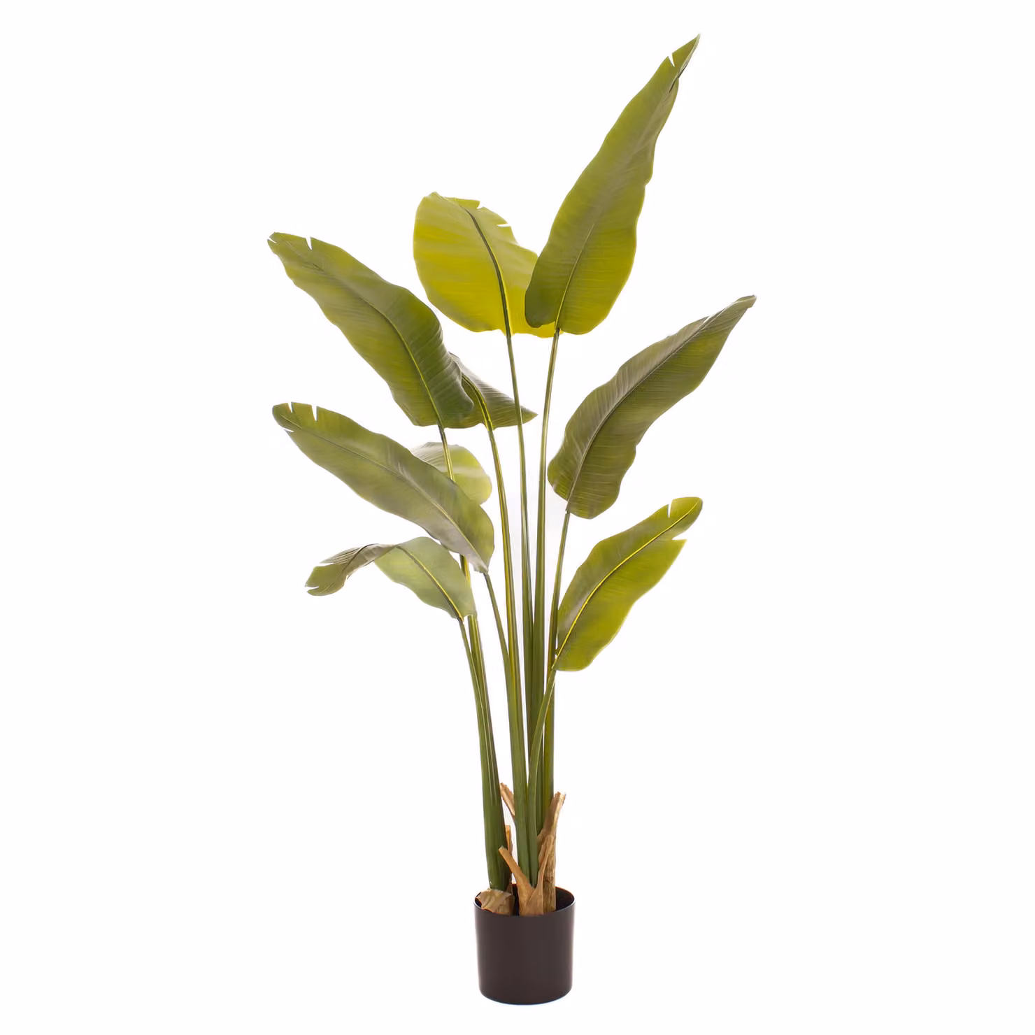 Scottish Everlastings Ltd 180cm Real Touch Banana Tree in Green – 2
