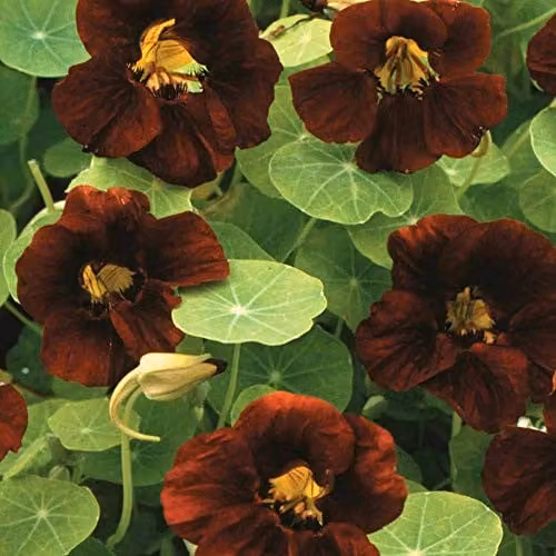 Thompson and Morgan Nasturtium Black Velvet Flower Seeds, 15 Seeds per Packet