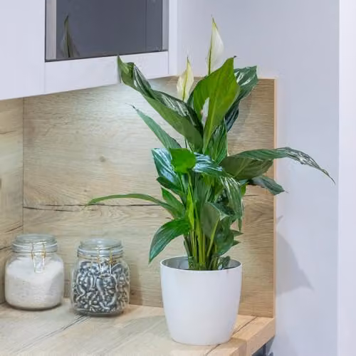 YouGarden Spathiphyllum Sweet Silver Peace Lily Indoor Plant in 13cm Pot, White and Green Flowering House Plant – 3