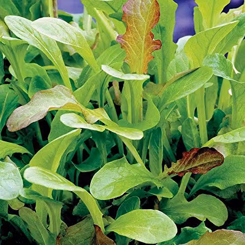 Thompson and Morgan Mesclun Mixed Lettuce Salad Leaves Seeds, 500 Seeds – 1