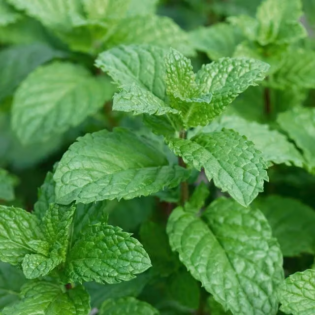 Unwins Garden Mint Herb Seeds, Green
