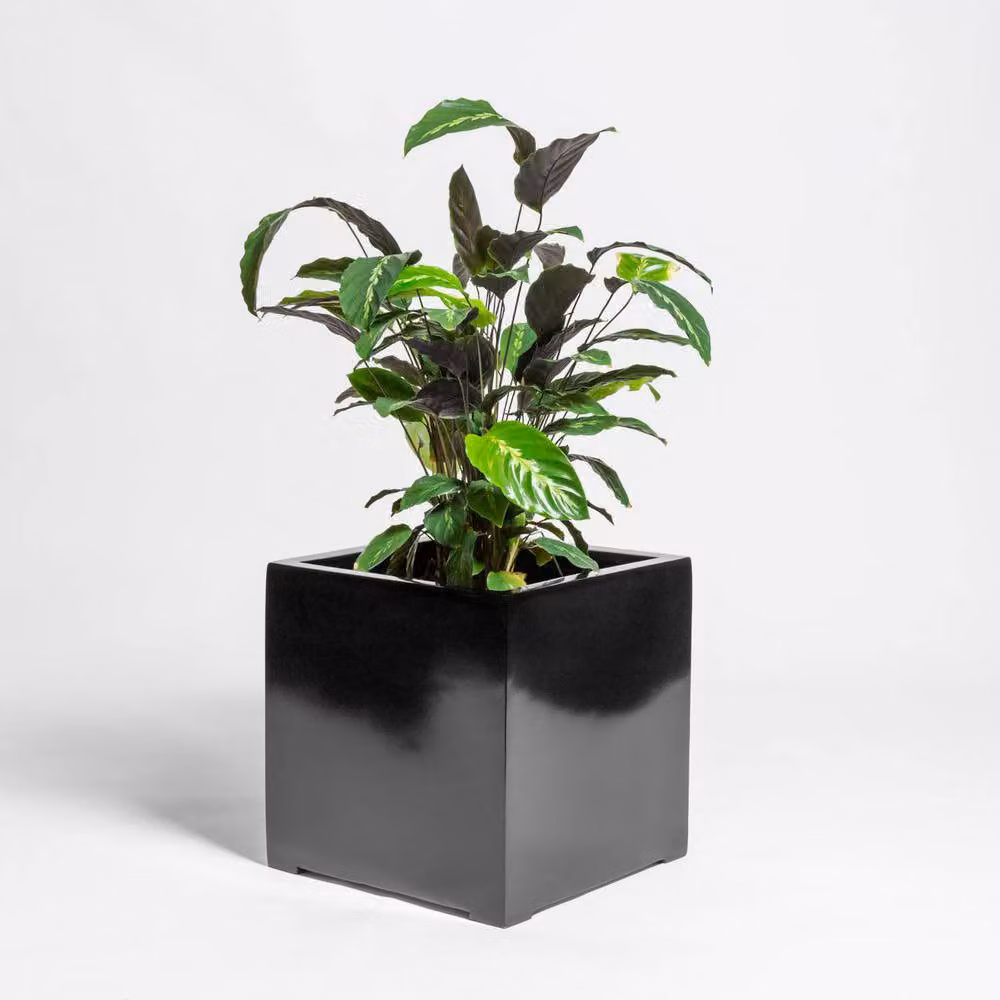 Primrose Polystone Cube Planter Tub in Black or White, 50 x 50 x 50 cm – 2