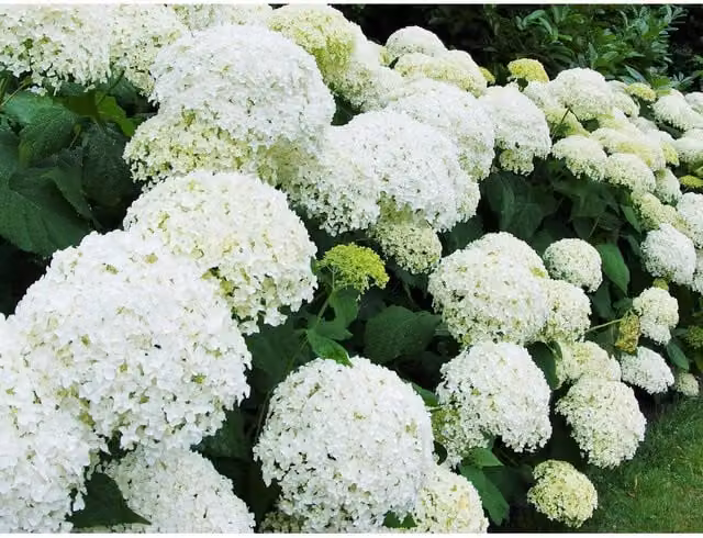 Direct Plants White Hydrangea Annabelle Ornamental Shrub in a 3L Pot