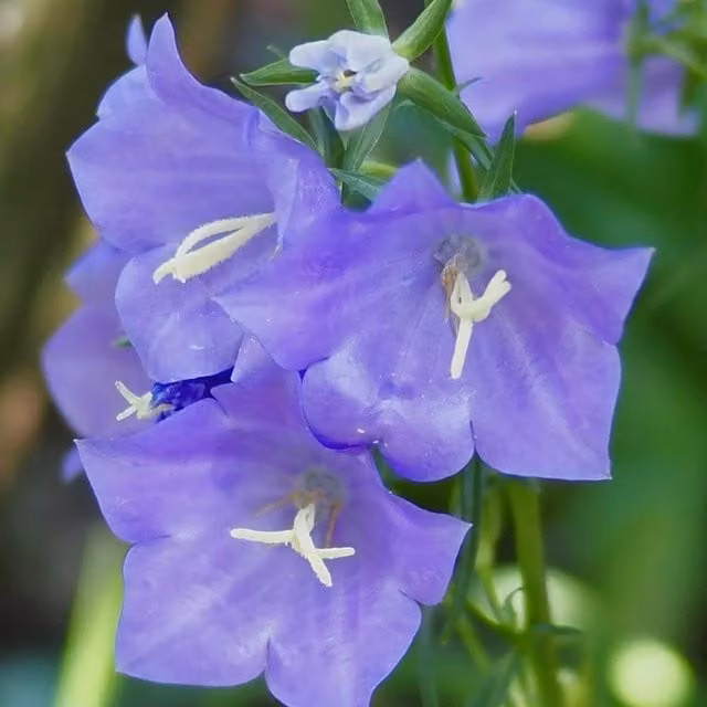 Thompson & Morgan Campanula persicifolia Takion Blue Perennial Garden Plants, Pack of 15
