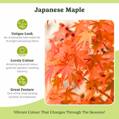 YouGarden Japanese Maple Acer Palmatum Phoenix Ornamental Tree, 1.5L Pot – 4