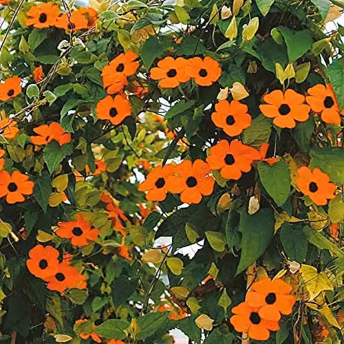 Thompson and Morgan Thunbergia Alata Superstar Orange Black-Eyed Susan Climber Flower Seeds, 12 Seeds
