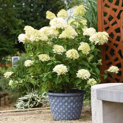 Thompson and Morgan Hydrangea paniculata Skyfall White Ornamental Shrub, 2 x 9cm Potted Plants – 1