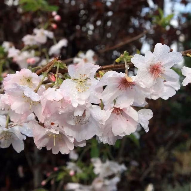 Direct Plants Prunus Autumnalis White Flowering Ornamental Cherry Tree in a 7.5 Litre Pot