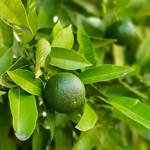 Thompson & Morgan Scented Evergreen Lime Tree Citrus Fruit Houseplant, Pack of 3