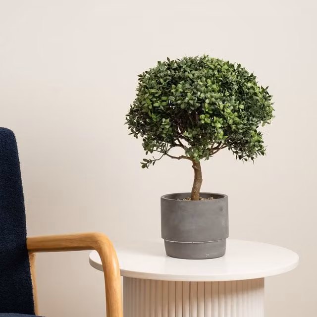Scottish Everlastings Ltd Green Mini Topiary Tree in a Round Concrete Pot, Height: 45 cm – 1