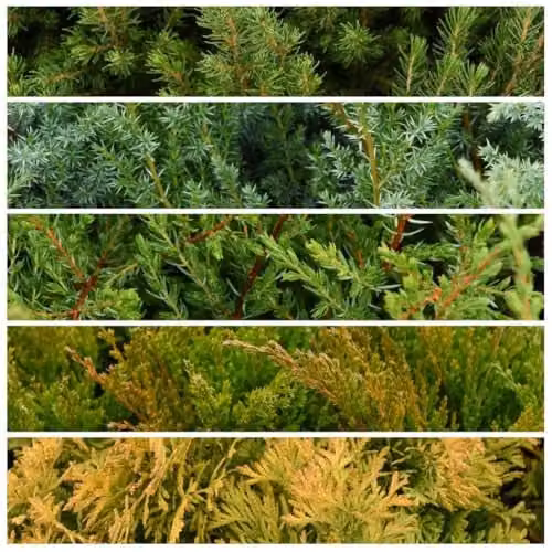 Thompson & Morgan Nurseryman’s Choice Conifer Collection of Mixed Evergreen Garden Trees and Shrubs, Green, 9cm Pot x1