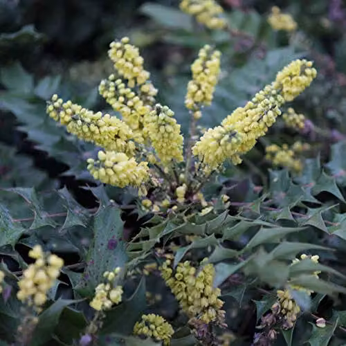 Thompson and Morgan Mahonia Japonica Japanese Mahonia Hardy Ornamental Shrub, 2 x 9cm Pots – 1