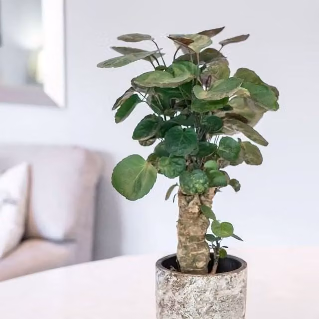 Primrose Polyscias Fabian Aralia Green Indoor Houseplant in a 12cm Pot