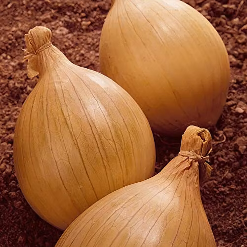 Thompson and Morgan Ailsa Craig Hardy Onion Vegetable Seeds, 250 Seeds – 2