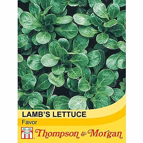 Thompson and Morgan Lambs Lettuce Favor Vegetable Seeds, 450 Seeds