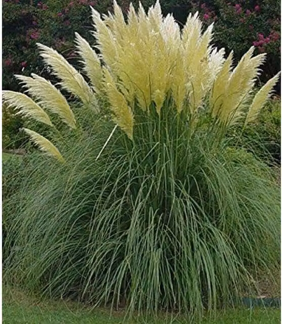 Direct Plants White Cortaderia Pampas Grass Perennial in a 3L Pot