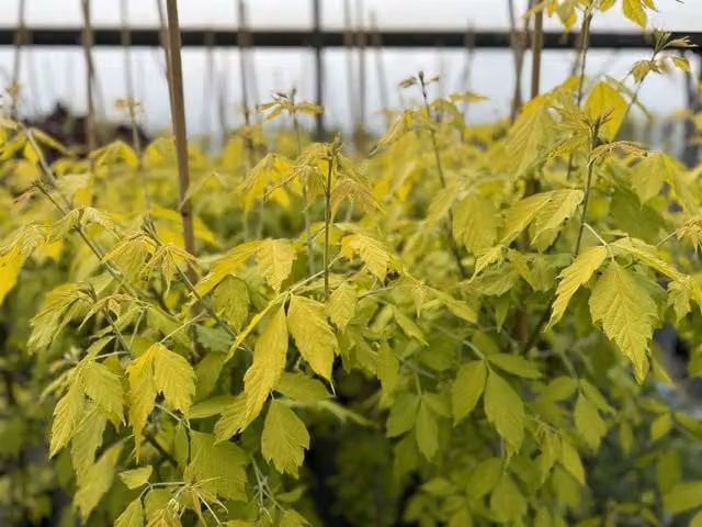 Direct Plants Acer Kelly's Gold Ornamental Tree, Green and Yellow, 182.88 cm Height, 12 Litre Pot