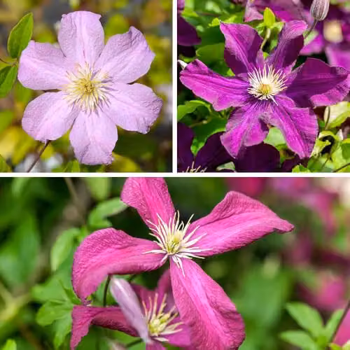 YouGarden Clematis Hybrid Collection of Three Purple Climbing Outdoor Plants in 9cm Pots – 1