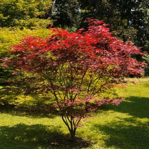 Thompson and Morgan Acer palmatum Emerald Lace Japanese Maple Ornamental Tree with Green and Red Foliage, 3 Litre – 2