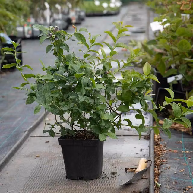 Marshalls Blueberry Top Hat Potted Fruit Shrub Plant