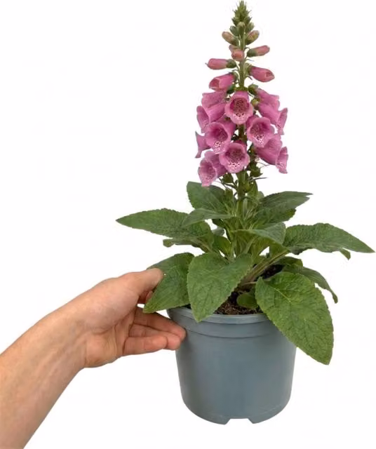 Plants by Post Digitalis Dalmatian Rose Pink Perennial Plant, 2L Pot