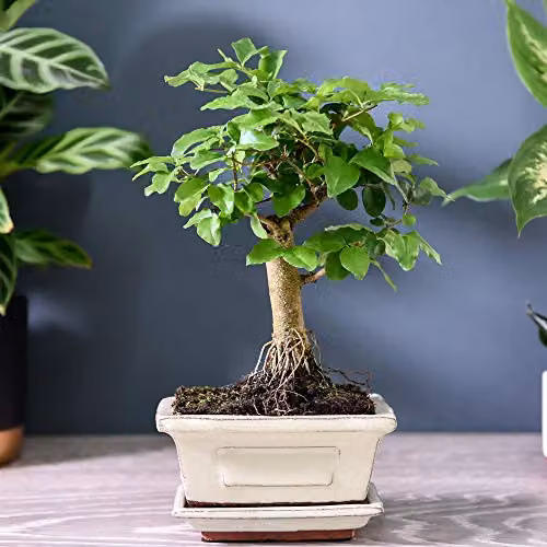 Thompson & Morgan Ligustrum Indoor Bonsai Tree with 2 x 12cm Green Ceramic Pots