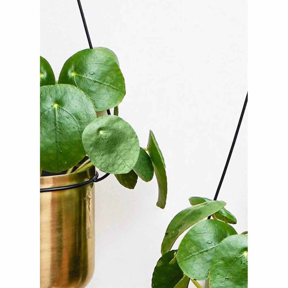 Lemon Pavilion Furniture and Decor Metal Linear Hanging Planter in Black and Gold, W: 81 cm, D: 20 cm, H: 90 cm – 2