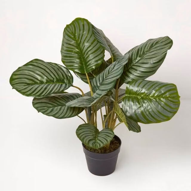 Homescapes Calathea Peacock Plant in a Black Pot, Height: 55 cm, Green