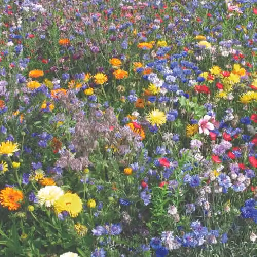 Thompson & Morgan Easy Annuals Seed Mix with 10 Multicolour Flower Varieties, 2200 Seeds