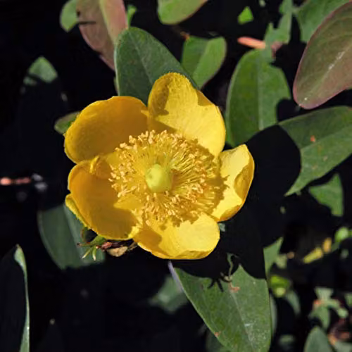 Thompson and Morgan Hypericum dummeri Peter Dummer St. John's Wort Hardy Ornamental Shrub, 2 x 9cm Pots – 1