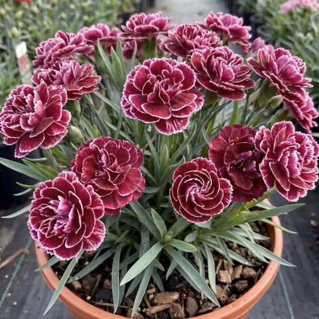 Plants by Post Carnation Capitan Colon Red Perennial Garden Plant, 2L