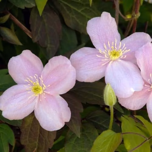 Thompson & Morgan Clematis Montana Mayleen Climber with Pink Blooms and Bronze Foliage, 2 x 7cm Pots with Flowerpot, Saucer and Plastic Frame – 3