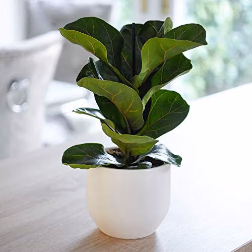 Thompson and Morgan Ficus Lyrata Compacta Fiddle-Leaf Fig Indoor Perennial Houseplant, Green, 1 x 9cm Pot