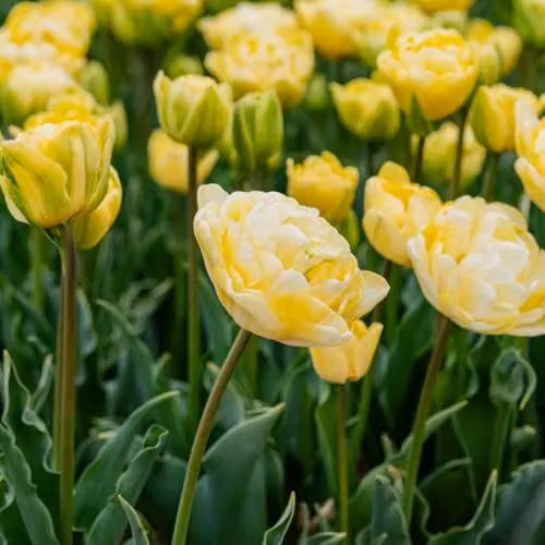 Thompson & Morgan Tulip Wedding Dream Double Ivory White and Yellow Peony-Style Bulbs, 8 Bulbs – 2