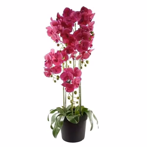 Botanik Pink Realistic Artificial Potted Orchid Plant, H 110 cm x W 40 cm x D 40 cm