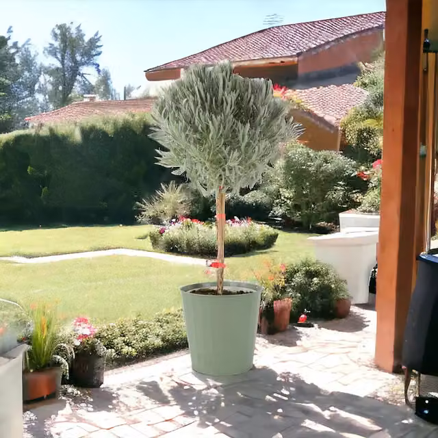 Plants by Post Lavender Tree Quarter Standard Fragrant Patio Plant, Green and Purple, 3 Litre