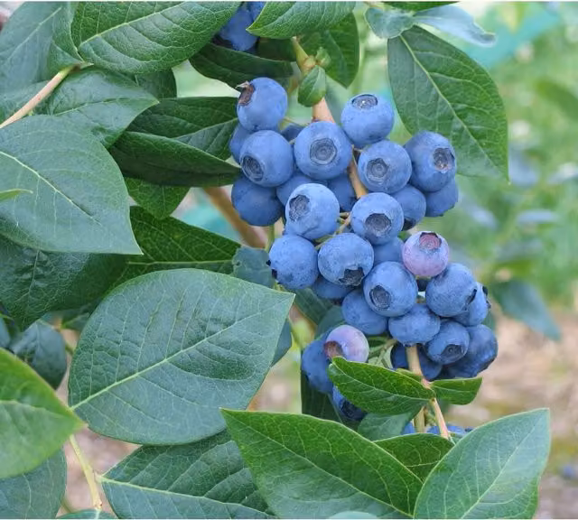 Direct Plants Vaccinium Corymbosum Liberty Blueberry Bush, 5L Pot