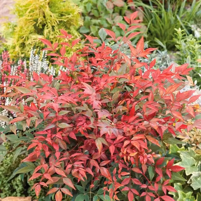 Marshalls Nandina domestica Obsessed Ornamental Shrub, Red, 600-750 mm